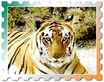 Delhi Agra with Ranthambore Tours, Tiger Tour India