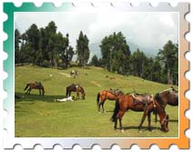 pahalgam tours, tour packages pahalgam, mamaleswara temple pahalgam