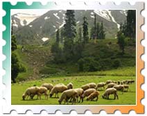 pahalgam places of interest, places of interest pahalgam, pahalgam adventure